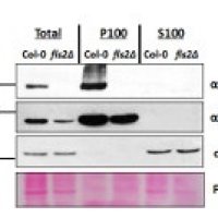 FLS2 | Flagellin-sensitive 2