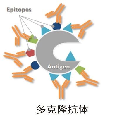 动物免疫-抗血清制备-2兔
