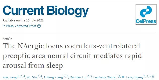 【客户文章】张玲/王烈成团队在睡眠-觉醒环路机制研究领域取得进展