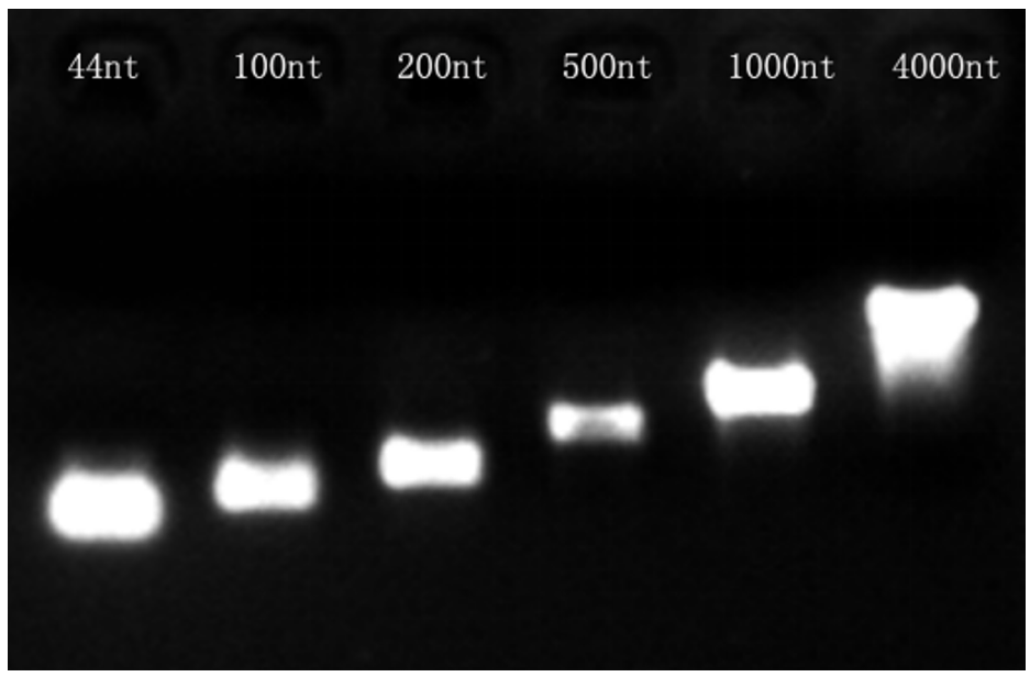 精品推荐 | 快速、高产的RNA体外合成方法