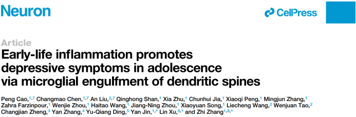 【客户文章】张智/徐林/晋艳团队在早期炎症诱发青春期抑郁情绪研究领域取得进展