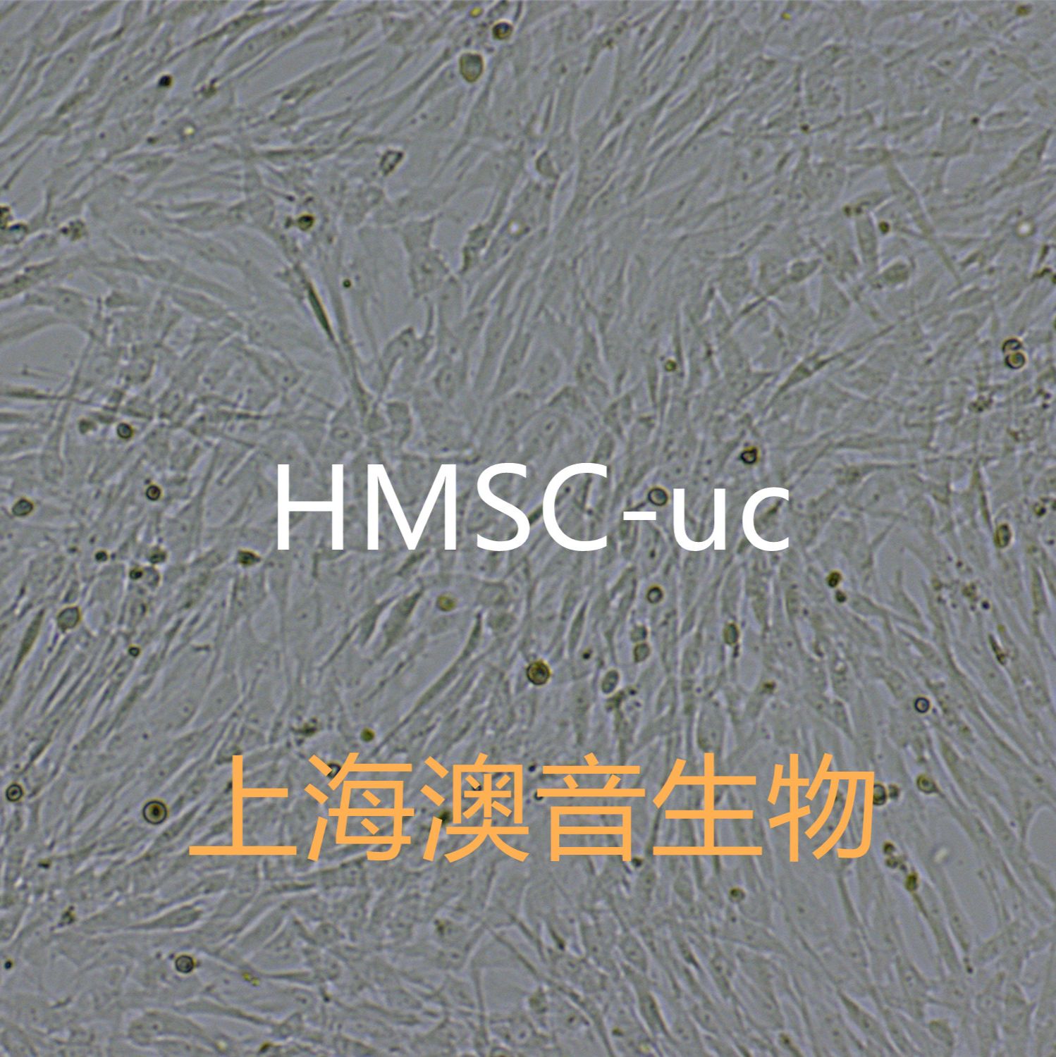 HMSC-uc/HUMSC脐带来源干细胞/脐带间充质干细胞/脐带干细胞