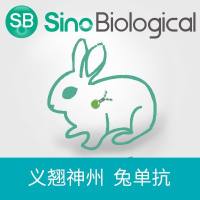 Pan Influenza B Nucleoprotein Antibody, Rabbit MAb