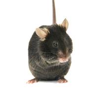 肿瘤研究一站式解决方案