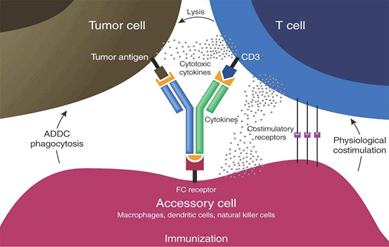 抗体定制技术服务