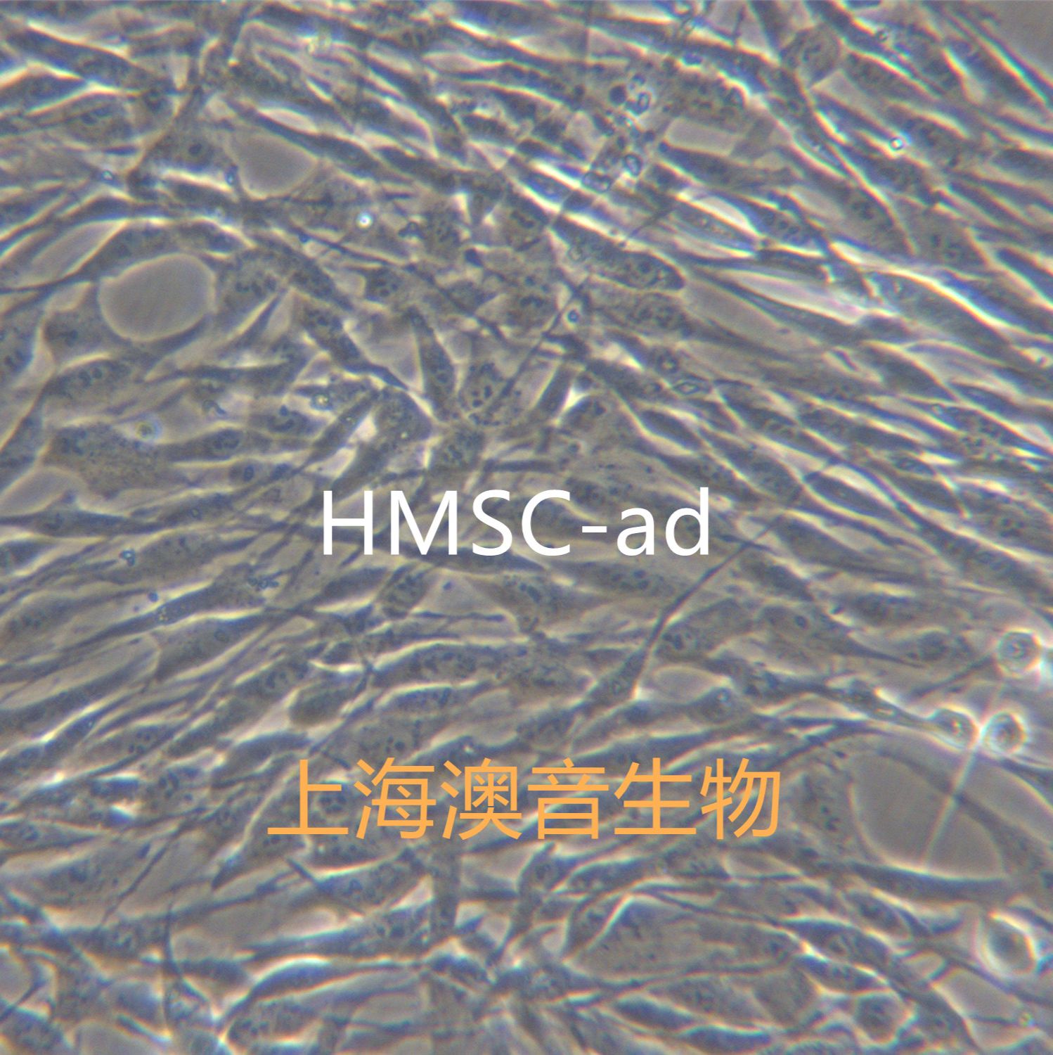 HMSC-ad脂肪來源干細胞/脂肪間充質干細胞/脂肪干細胞