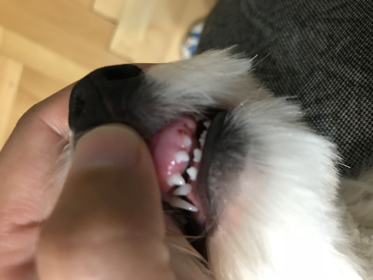 今天不是医生自己生病,今天是医生家的狗乳牙没掉|丁香医生