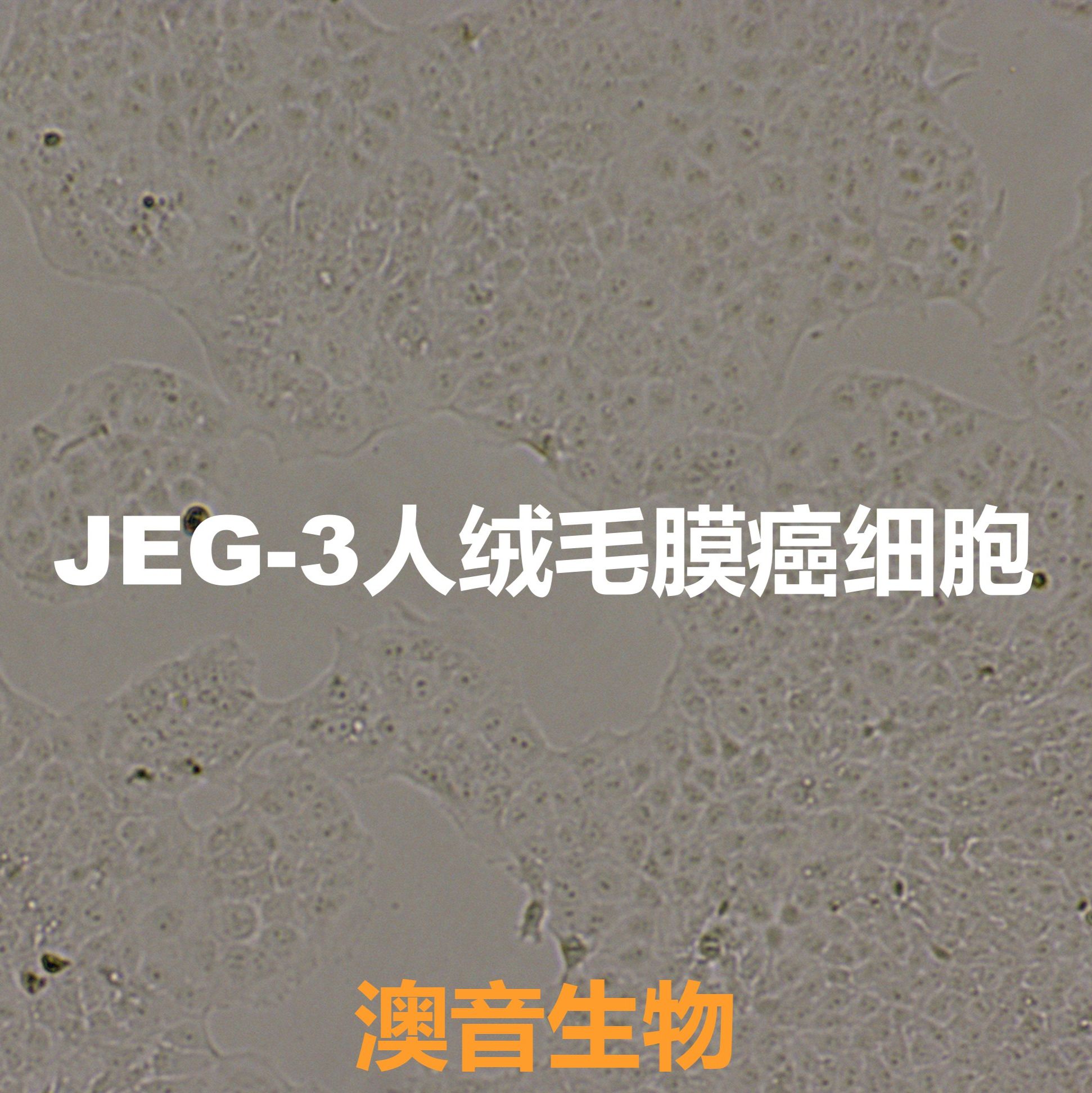 JEG-3[Jeg-3; JEG3; Jeg3; jeg3]绒毛膜癌细胞