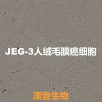 JEG-3[Jeg-3; JEG3; Jeg3; jeg3]绒毛膜癌细胞