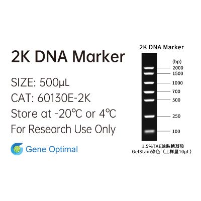 2K DNA Marker