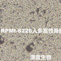 RPMI8226【RPMI 8226; RPMI.8226; RPMI8226; RPMI no. 8226; RPMI no 8226】多发性骨髓瘤细胞