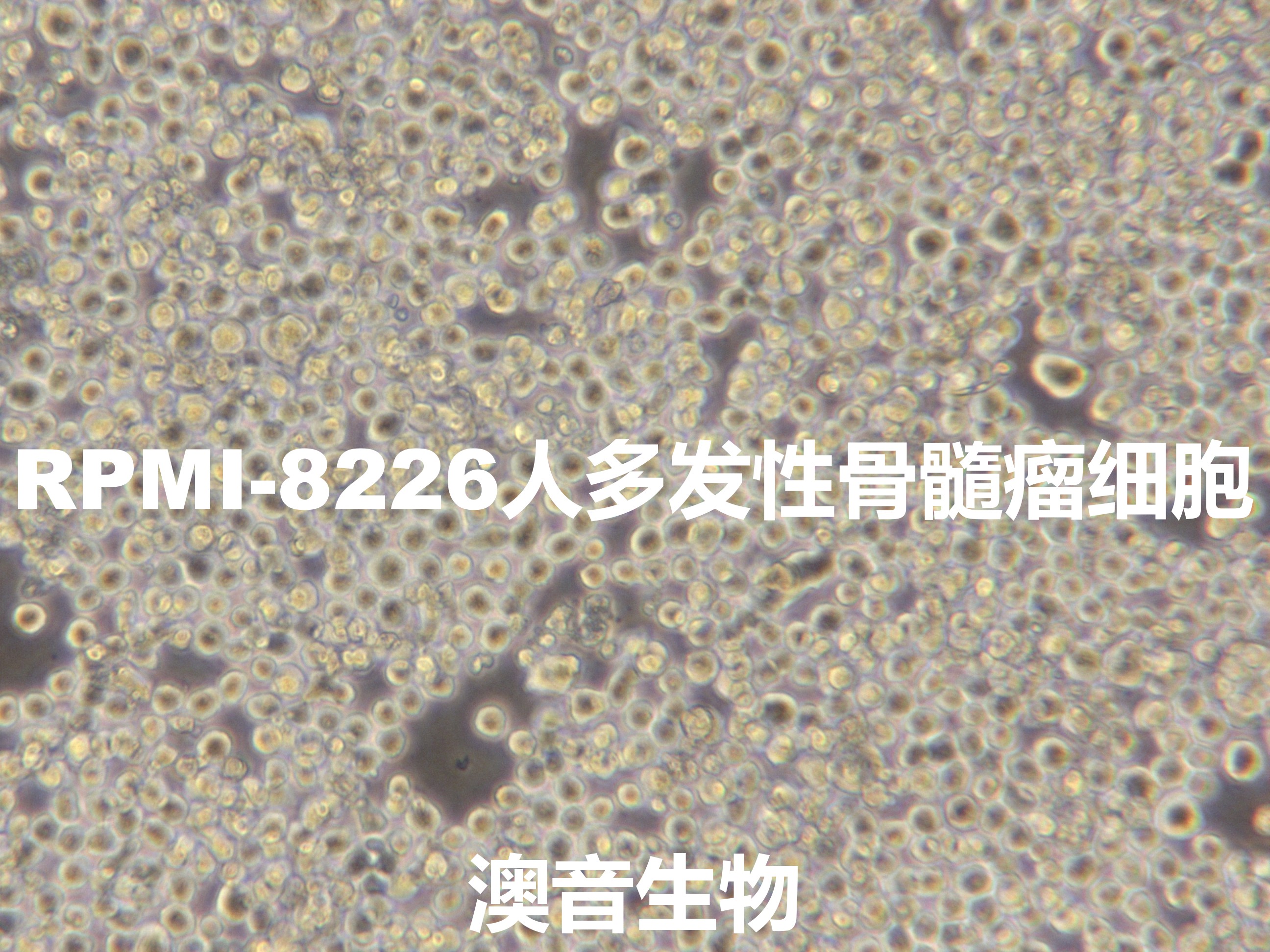 产品细节图片3