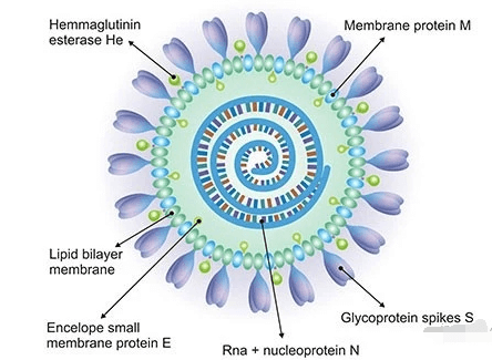 病毒RNA m6A甲基化修饰工具大全