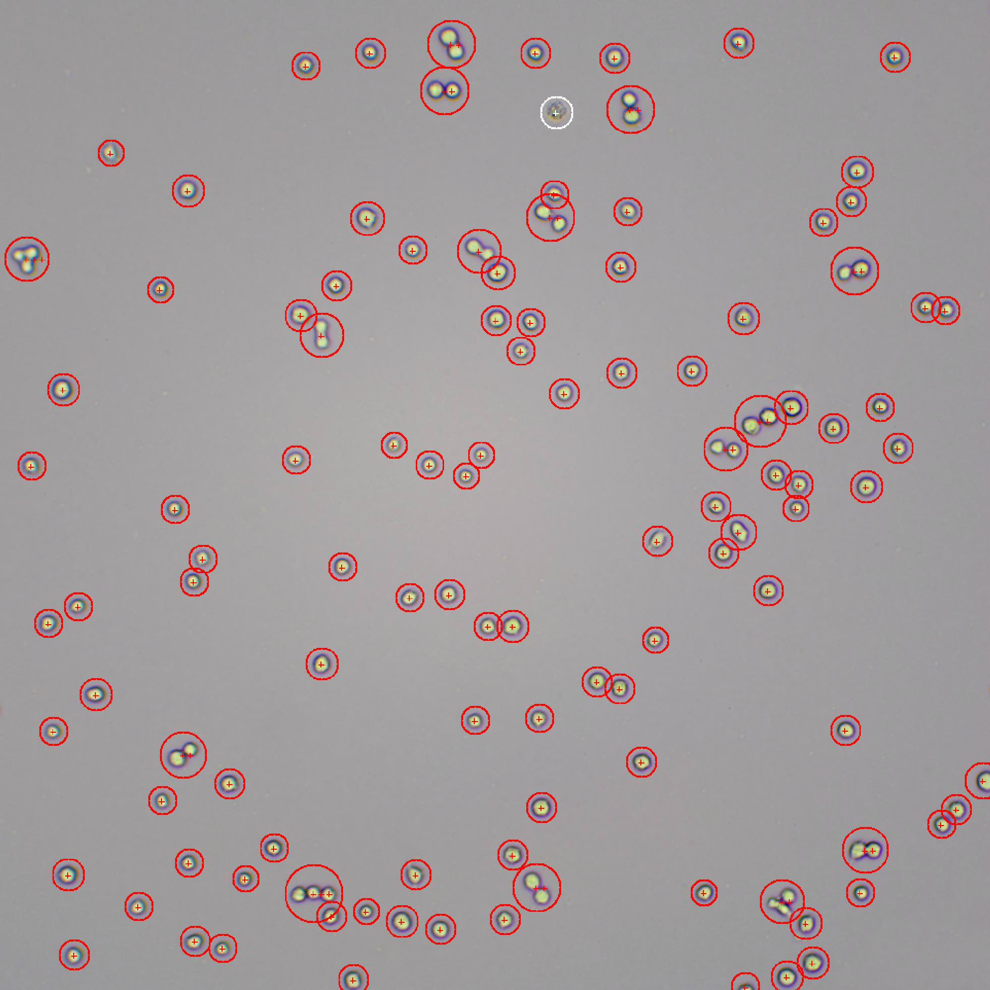 0),无需台盼蓝染色亦可区分死活细胞;特别适用于活体细胞观察,避免