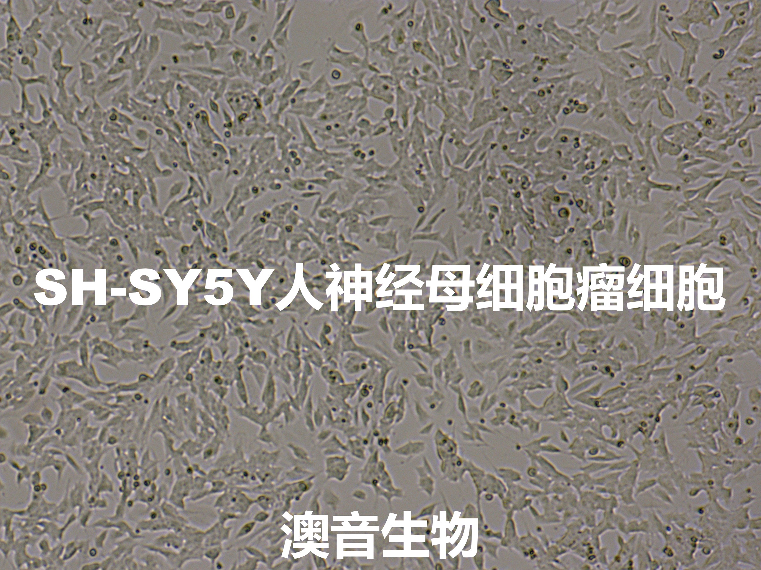 SH-SY5Y【SH-Sy5y; SHSY5Y; SHSY-