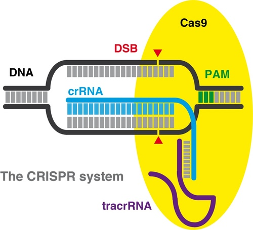 CRISPR/Cas9基因编辑技术服务