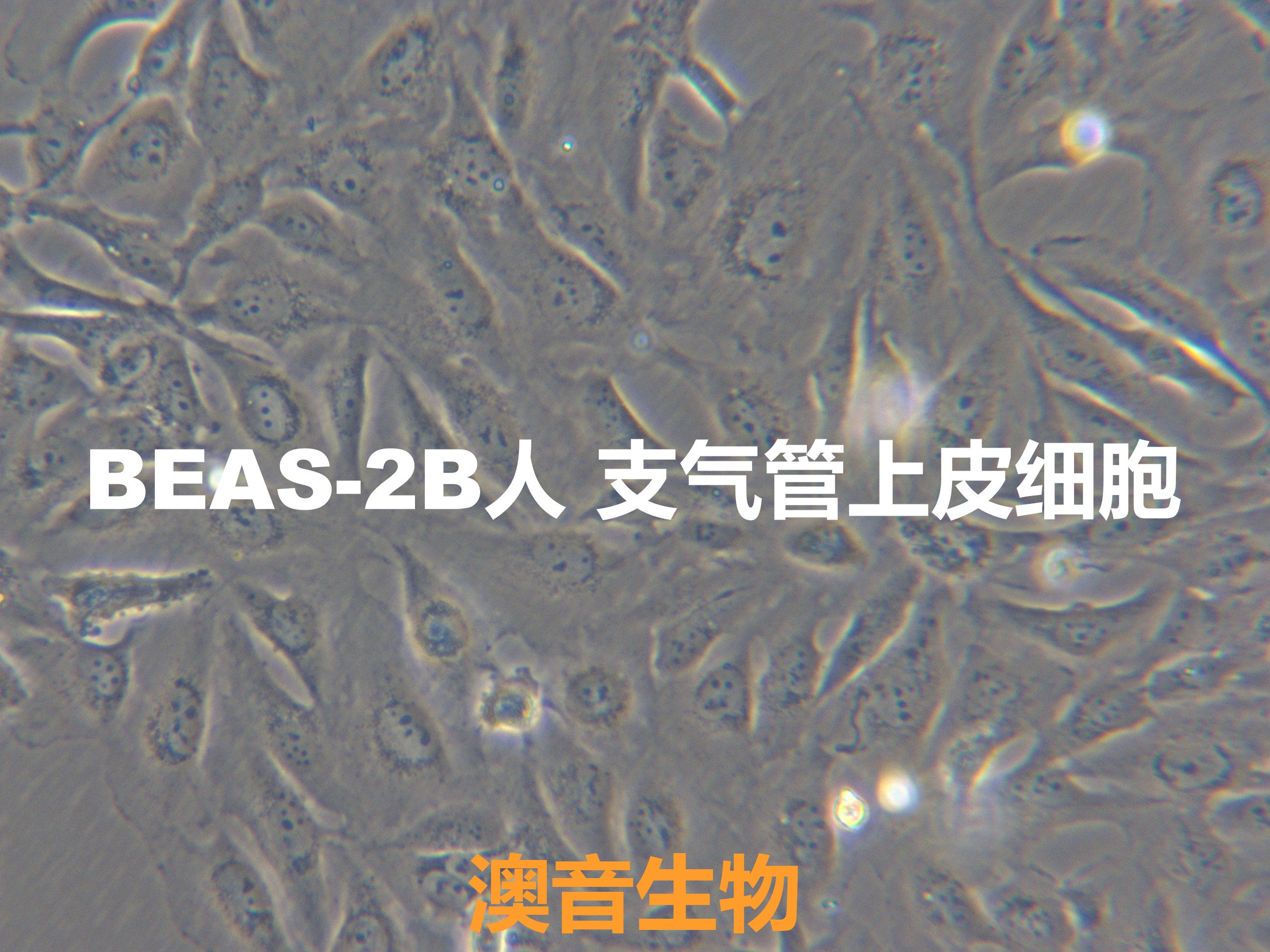 BEAS-2B【Beas-2B; BEAS 2B; BEAS