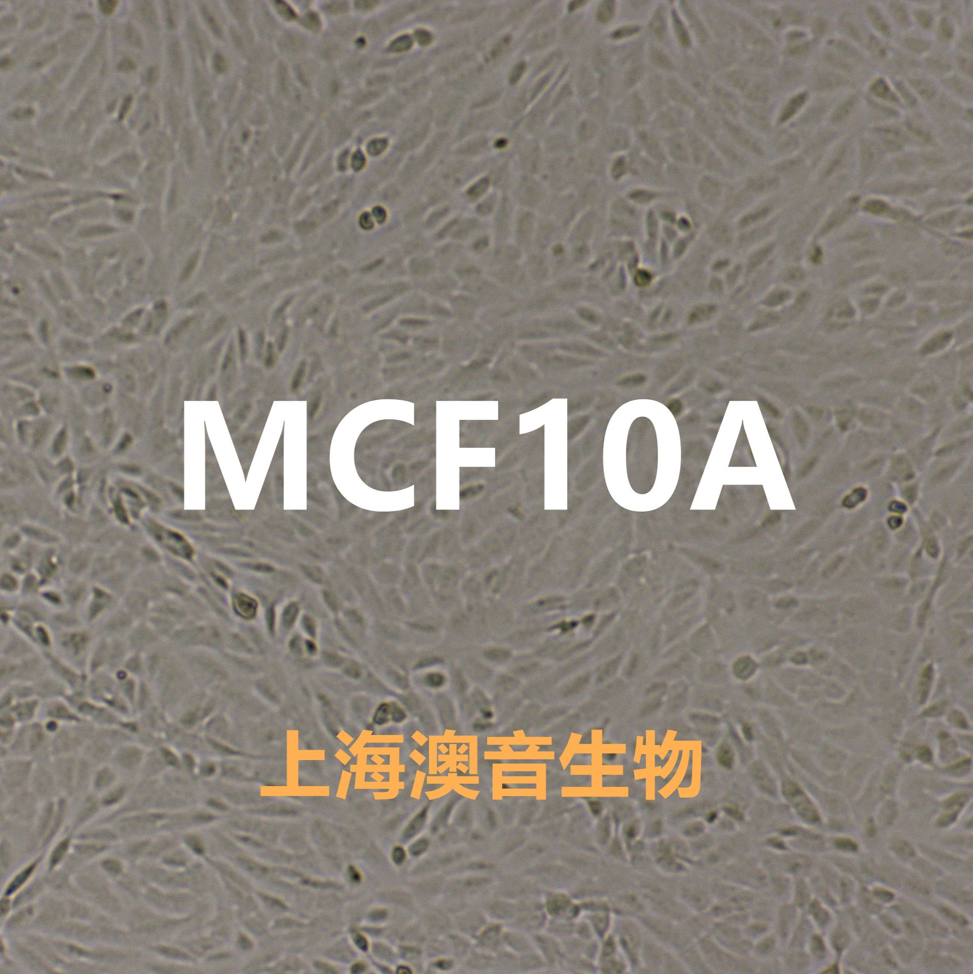 MCF 10A【MCF 10A; MCF.10A; MCF10A; MCF10-A; MCF10a】乳腺上皮细胞