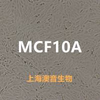 MCF 10A【MCF 10A; MCF.10A; MCF10A; MCF10-A; MCF10a】乳腺上皮细胞