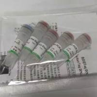 pBlueScriptR-SMCP质粒