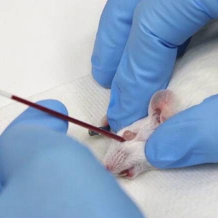 動物血常規指標檢測