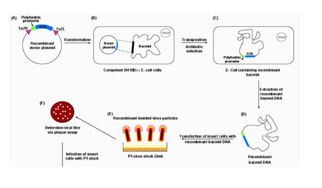 秋行军虫卵巢细胞Sf9克隆株；SSf-aSuper Spodoptera frugiperda a培养的优点