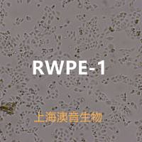 RWPE-1【RWPE1】正常前列腺上皮细胞