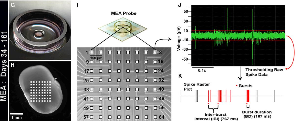 利用MED64微电极阵列追踪大脑类器官电生理特性的出现和成熟