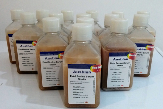简单易学挑出好的『胎牛血清』& 一键清除细胞中『支原体污染』