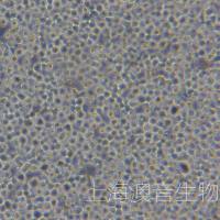 U266B1多发性骨髓瘤细胞