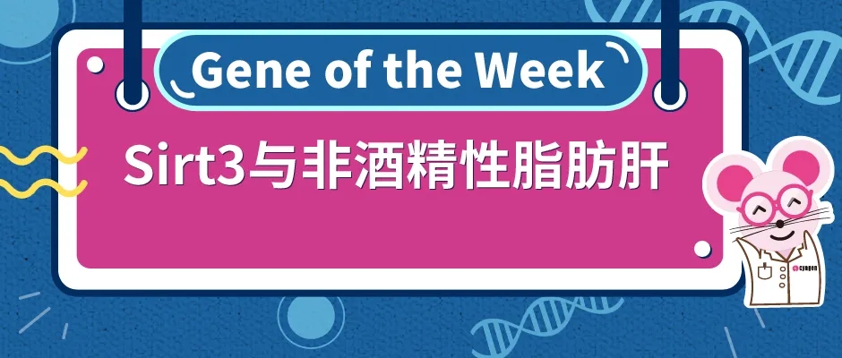Sirt3基因敲除小鼠与非酒精性脂肪肝