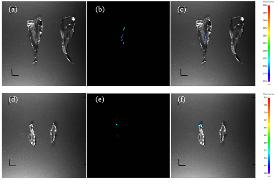 文献速递丨植物活体成像还能用来看藻类？快来围观吧！