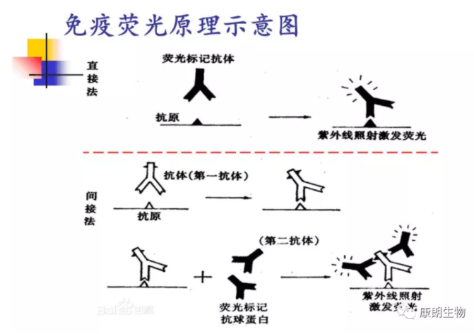 免疫荧光（IF）技术汇总（一）