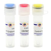 T7 Endonuclease I (CRISPR等基因突变鉴定用)