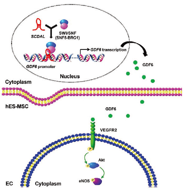 lncRNA研究进展盘点（20210806）