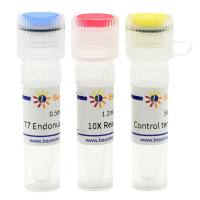 T7 Endonuclease I (CRISPR等基因突变鉴定用)