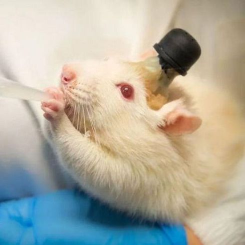 脑缺血模型动物建模实验服务生物实验动物实验整体课题外包代做
