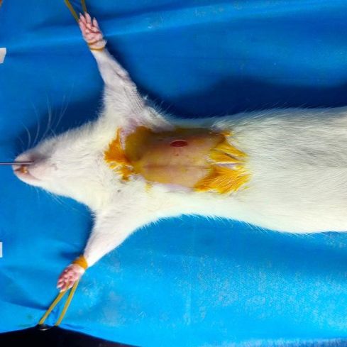 心肌缺血再灌注动物建模实验服务生物实验动物实验整体课题外包代做