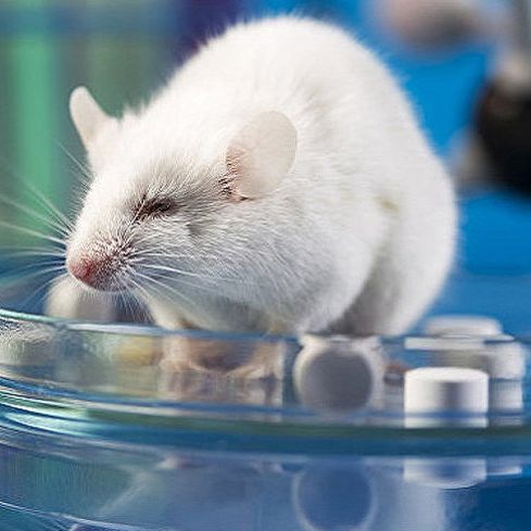 哮喘模型动物建模实验服务生物实验动物实验整体课题外包代做