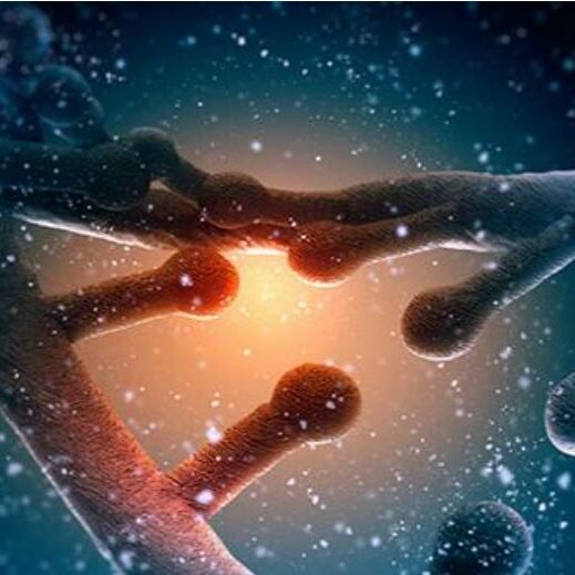 基因过表达基因编辑实验服务生物实验动物实验整体课题外包代做