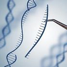 基因敲除基因編輯實驗服務生物實驗動物實驗整體課題外包代做