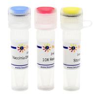 牛痘DNA拓扑异构酶I