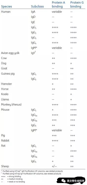 搞定IP/Co-IP实验,看了就懂了!