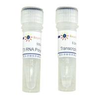 T3 RNA Polymerase