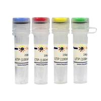 NTP set (100mM each, Nuclease free)