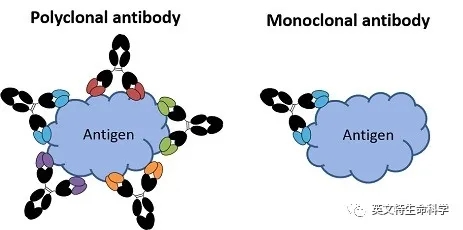 搞定IP/Co-IP实验,看了就懂了!