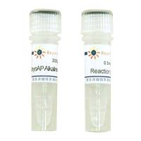 BeyoAP Alkaline Phosphatase