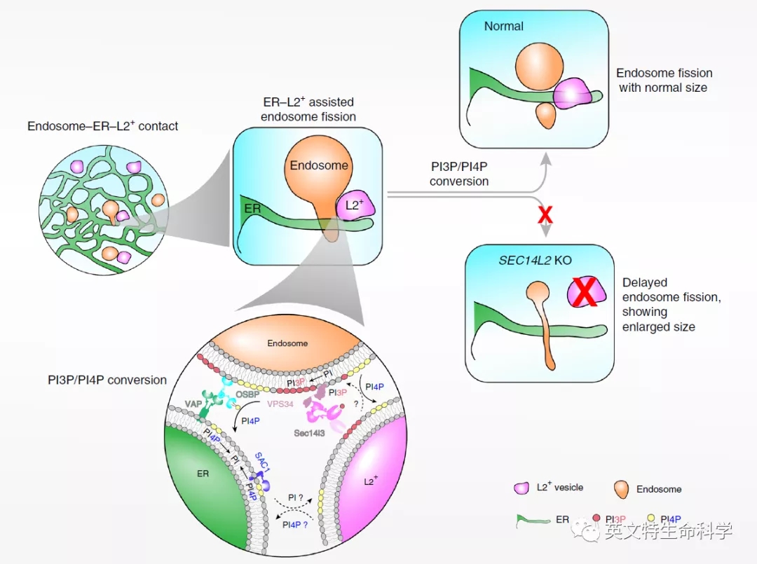 Nature子刊揭秘细胞器间互作——高尔基体介导内体分裂!