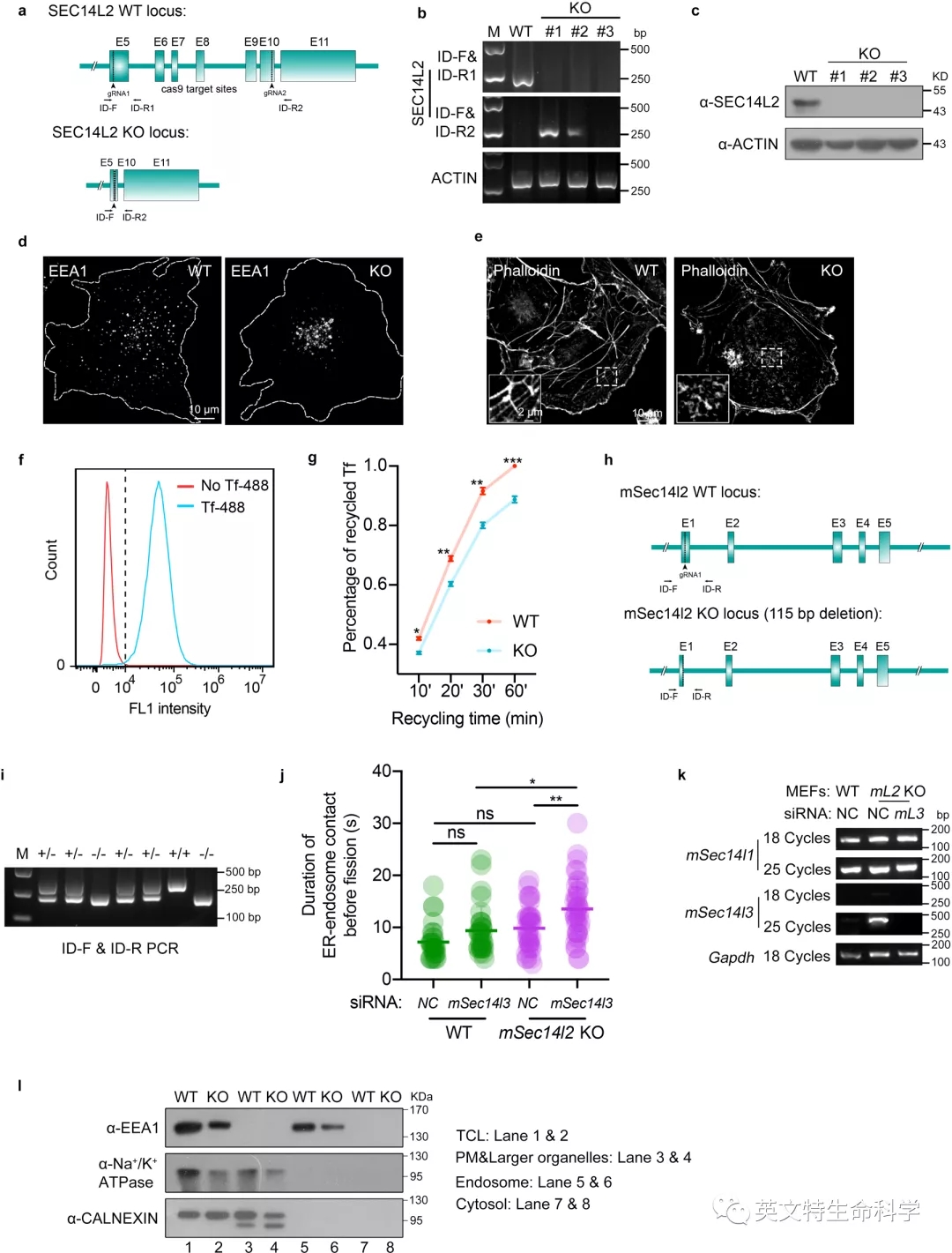 Nature子刊揭秘细胞器间互作——高尔基体介导内体分裂!