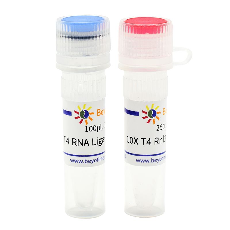 T4 RNA Ligase 2 (dsRNA Ligase)